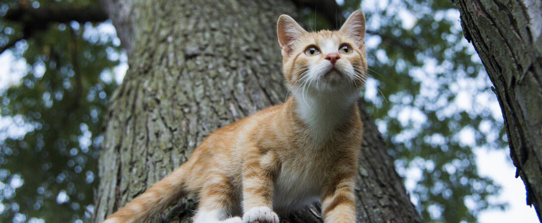 Mysterious Furry Friend Becomes Daily visitor, Gains Popularity on Campus